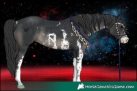 Horse Color:Black Sabino Rabicano 