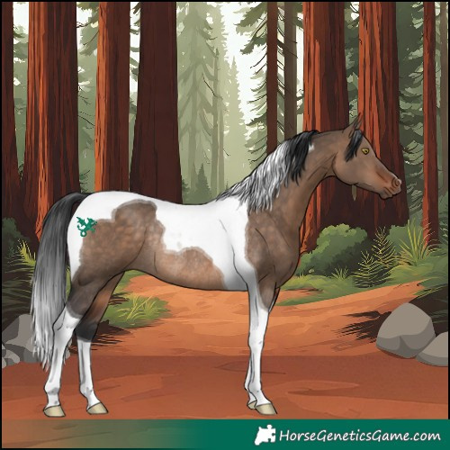 Horse Color:Bay Dun Tobiano Rabicano