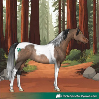 Horse Color:Bay Dun Tobiano Rabicano 