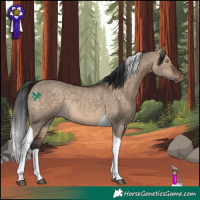 Horse Color:Bay Dun Tobiano Rabicano 