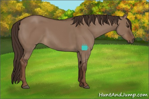 Horse Color:Liver Red Dun