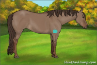 Horse Color:Liver Red Dun 