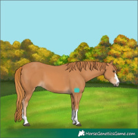 Horse Color:Chestnut 