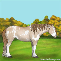 Horse Color:White Spotted Black Pearl Splash 