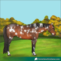 Horse Color:White Spotted Bay 