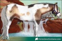 Horse Color:Silver Brown Onyx Tobiano Frame 