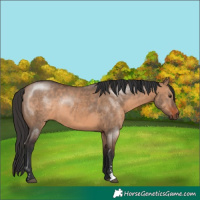 Horse Color:Brown Dun Sabino Rabicano 