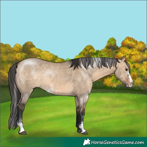 Horse Color:Brown Dun Sabino