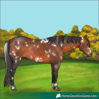 Horse Color:White Spotted Brown Sabino Rabicano 