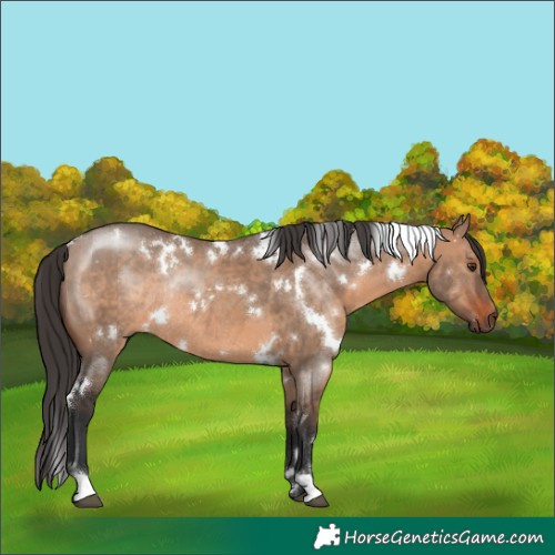 Horse Color:White Spotted Brown Dun Rabicano 
