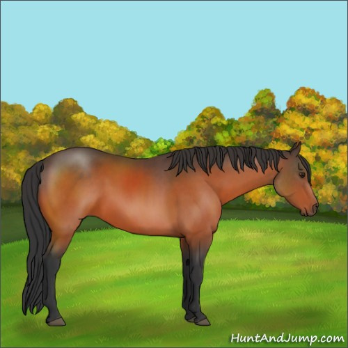 Horse Color:Brown Sabino Rabicano 