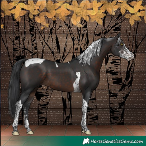 Horse Color:Brown Sabino Tobiano