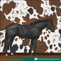 Horse Color:Black  and Black 