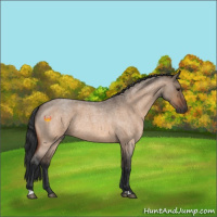 Horse Color:Bay Roan Dun 