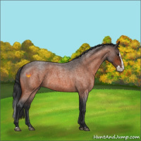 Horse Color:Bay Roan Splash 
