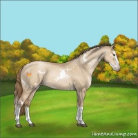 Horse Color:White Spotted Grullo Pearl Splash 