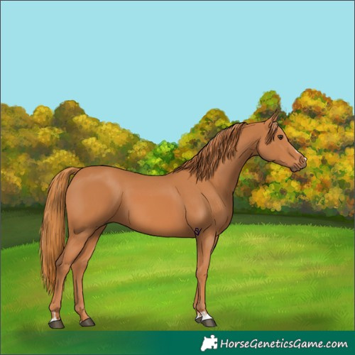 Horse Color:Chestnut 