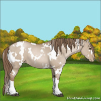 Horse Color:White Spotted Grullo Pearl 