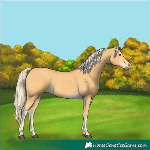 Horse Color:Palomino