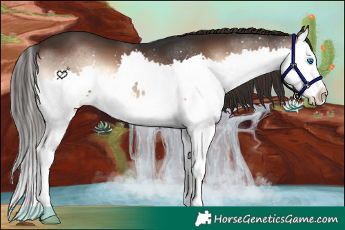 Horse Color:Liver Red Onyx Splash 