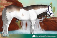 Horse Color:Liver Red Onyx Splash 