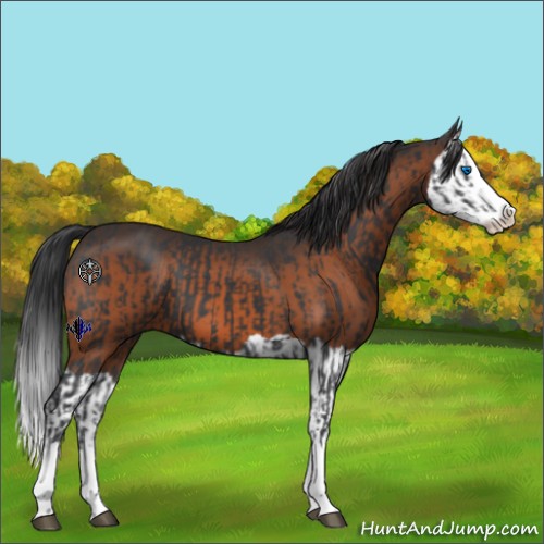 Horse Color:Black Splash  and Brown Splash 