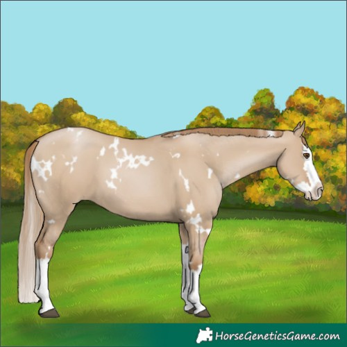 Horse Color:White Spotted Grullo Pearl Splash 