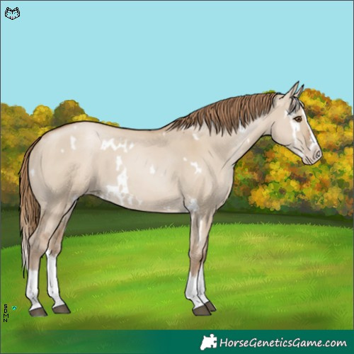 Horse Color:White Spotted Grullo Pearl Splash