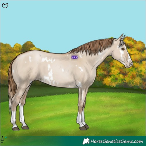 Horse Color:White Spotted Grullo Pearl Splash 