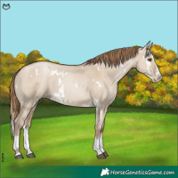 Horse Color:White Spotted Grullo Pearl Splash 