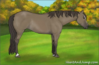 Horse Color:Smoky Grullo Sabino Rabicano 