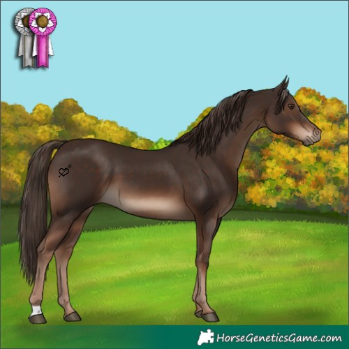Horse Color:Liver Chestnut 
