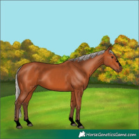 Horse Color:Void Silver Bay 