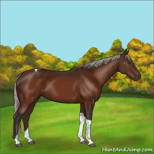 Horse Color:Silver Brown Tobiano 