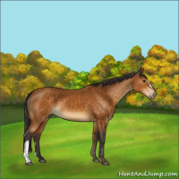 Horse Color:Buckskin 