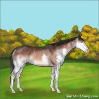 Horse Color:Brown Splash Rabicano 