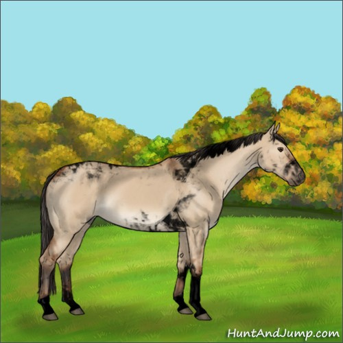 Horse Color:Void Bay Dun Tobiano 