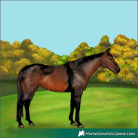 Horse Color:Void Brown Tobiano 