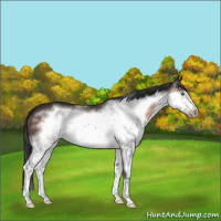 Horse Color:Brown Splash Frame 