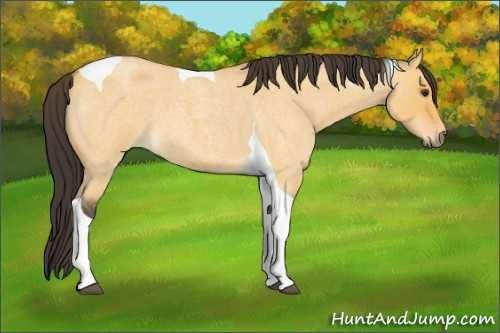 Horse Color:Unknown 