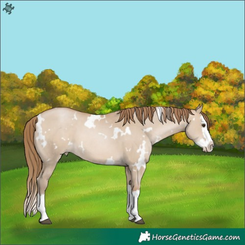 Horse Color:White Spotted Grullo Pearl Splash