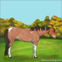 Horse Color:Bay Roan Tobiano 