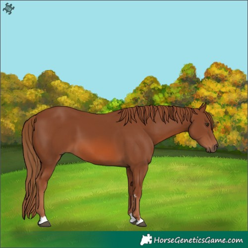 Horse Color:Chestnut 