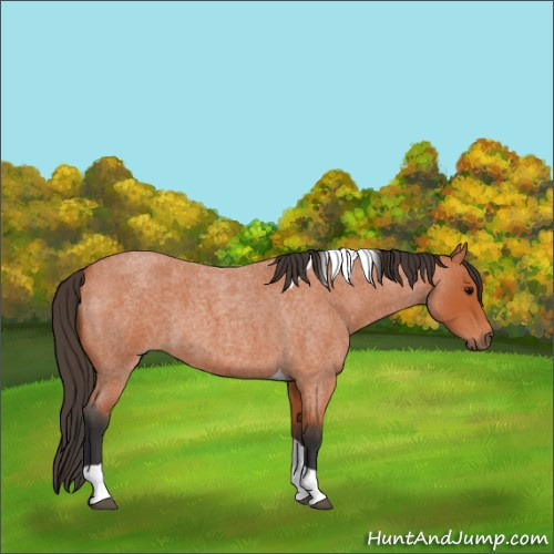 Horse Color:Bay Roan Tobiano 
