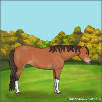 Horse Color:Bay Roan Tobiano