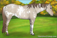 Horse Color:White Spotted Grullo Pearl 