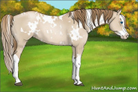 Horse Color:White Spotted Grullo Pearl Splash 