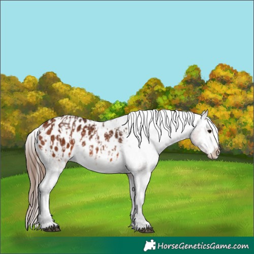 Horse Color:Bay Blanket  and Bay Blanket 