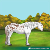 Horse Color:Bay Appaloosa  and Bay Appaloosa 