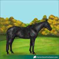Horse Color:Void Midnight Black Ice 